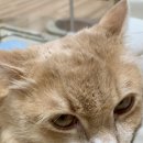 에어묘앤비 이미지