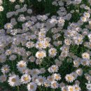 별,바람,꽃길 이미지