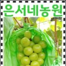 은서네농원