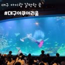 신세계수족관 | [대구 아이랑 갈만한 곳] 대구아쿠아리움 실내수족관 후기(공연정보/인어공주쇼)