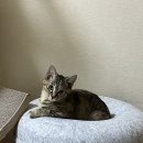 와즈펫(wispet) | 와즈펫 wispet 프리미엄 고양이 습식 사료 솔직후기