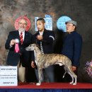 쇼독(Show dog) 이미지