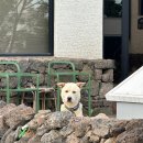 곽지하우스 민박 이미지