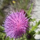 효석문학100리길 제2구간 이미지