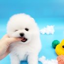 멍스타 김포강아지 분양 이미지