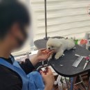 스케치애견미용학원 네이버블로그