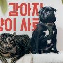 강아지와 고양이 이미지