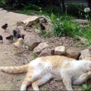 우리집 야옹이 이미지