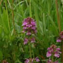 구름송이 이미지