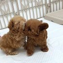 퍼피슈가 | 부산강아지분양: 퍼피슈가에서 만나는 따뜻한 반려생활 가이드