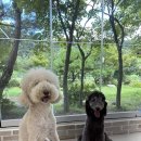 레티피코 이미지