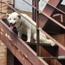 오뉴월 개팔자 이미지