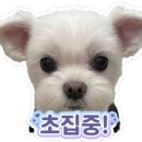 스티치온 | 주말 아침 10시에 줄 서서 들어간 여주 아울렛 폴로 매장, 백화점 라인 역대급 가격에 건져온 후기