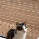 메이크썸치즈 이미지