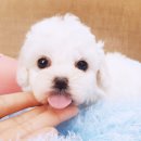 홈브리딩 이미지