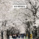 오전댐 왕벚나무 | [영천 벚꽃 명소 예쁜벚꽃길] 촉촉한 봄 향기와 함께 했던 꽃길 산책 후기.