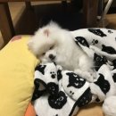 THE반하개 네이버블로그