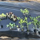 군산농약사 이미지