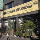 식물 인테리어 | 익산꽃집 인테리어식물 크리스마스 트리화분 후기 (아라우카리아) 플라워스튜디오숲