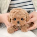 도그플러스 동물병원(미유펫 대구점) 이미지