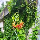 중동 시영아파트 이미지