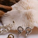 로틸리아 이미지