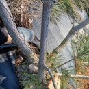 밑둥이 20cm를 넘기는 소나무(육송)들 이미지