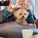 애견미장원 이미지