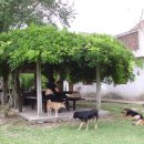 한인농장 이미지