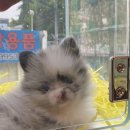 봉구스밥버거 가정고점 이미지