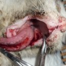 제주오름동물병원 이미지