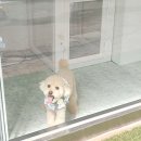 꼼꼼 애견미용실 이미지