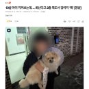 경기도 김포 부부싸움도중 강아지 창문으로 던져.gif 이미지