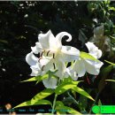 카사블랑카 이미지