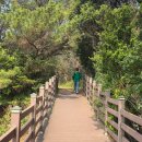 소로3-안영8호선 | 자연 그대로가 그리웠던 새섬 둘레길과 물때 맞춘 서건도