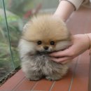 샵펫 강아지분양 울산점 | 기장강아지분양 궁금했던 미유펫 방문 후기