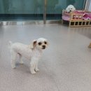 복터진 강아지 이미지