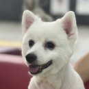 속초애견미용학원