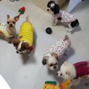 케익이모 이미지