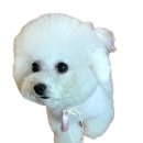 언니들분식 이미지