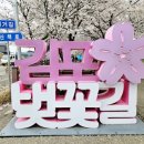 (주)리뷰 | 김포 계양천 벚꽃축제 후기｜아이와 다녀온 솔직 리뷰 + 이번주 벚꽃축제 추천 (2026 최신)