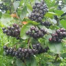 아란농장 | “아란마켓” 고창 아로니아 생과 &amp; 냉동 후기