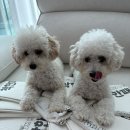 오마이펫 이미지