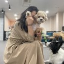 도그런하우스 이미지