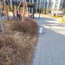 강아지봄 이미지