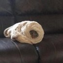 내공초밥 이미지