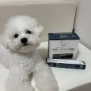 피피도그 이미지