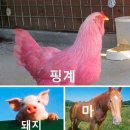시샘달 이미지