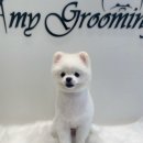 에이미 그루밍 이미지