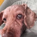 유림동물안과병원 | 박영우안과동물병원 백내장 수술 당일 후기 (비용, 과정 공유)